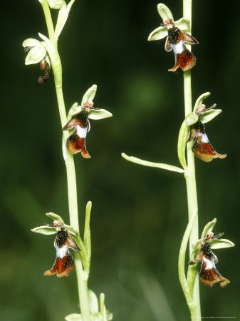 Fly Orchids, Ophrys Insectifera by Bob Gibbons Pricing Limited Edition Print image