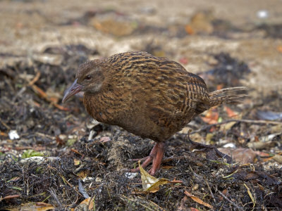 Gallirallus Australis, An Endemic Flightless Rail, New Zealand by Bob Gibbons Pricing Limited Edition Print image