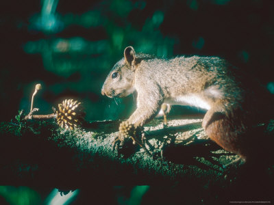 Southern Amazon Red Squirrel, Investigating Fruit, South America by Nick Gordon Pricing Limited Edition Print image