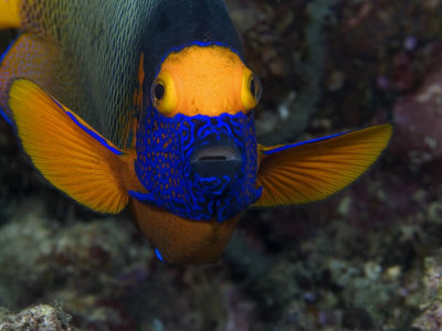 Yellowmask Angelfish Or Blueface Angelfish, Mabul Island, Malaysia by David B. Fleetham Pricing Limited Edition Print image