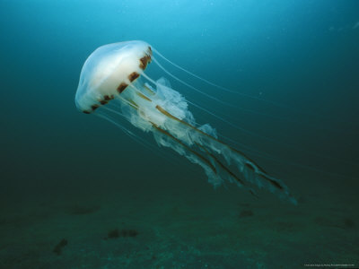 Compass Jellyfish, Aran Islands, Ireland by Paul Kay Pricing Limited Edition Print image