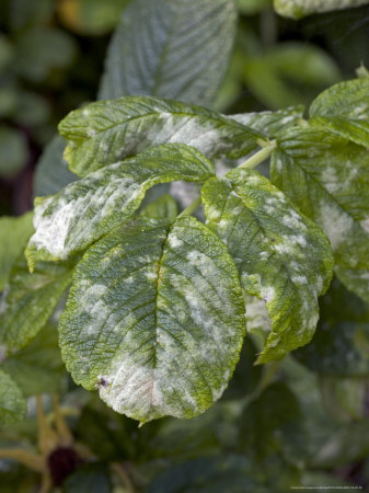 Powdery Mildew On Rose Leaf Caused By Sphaerotheca Pannosa by Kidd Geoff Pricing Limited Edition Print image