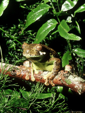 Marsupial Frog, Female On Branch by Oxford Scientific Pricing Limited Edition Print image