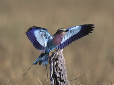 Lilacbreasted Roller, Etosha National Park, Namibia by Chris And Monique Fallows Pricing Limited Edition Print image