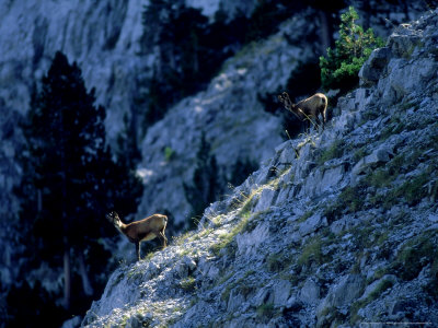 Chamois, Pair, Pyrenees, Spain by Patricio Robles Gil Pricing Limited Edition Print image