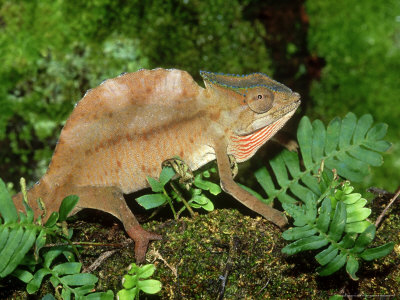 Crested Chameleon, Chamaeleo Cristatus Central African Forests by Brian Kenney Pricing Limited Edition Print image