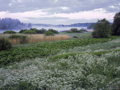 Wild Chervil, South Finland by Heikki Nikki Pricing Limited Edition Print image