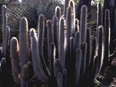 Cactus, Espostoa Lanata Bancroft Garden, California by Michele Lamontagne Pricing Limited Edition Print image