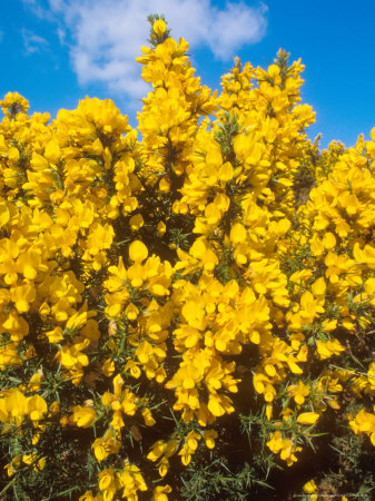 Gorse, Flowering by David Boag Pricing Limited Edition Print image