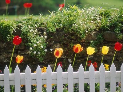 Red And Yellow Tulips Flowering Along White Wicket Fence by Rowan Isaac Pricing Limited Edition Print image