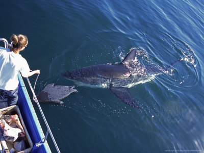 Great White Shark, Seal Island, South Africa, Atlantic Ocean by Chris And Monique Fallows Pricing Limited Edition Print image