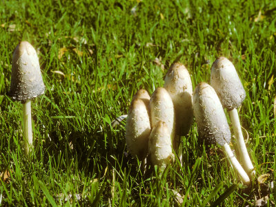 Shaggy Ink Cap Or Lawyer's Wig by David Boag Pricing Limited Edition Print image