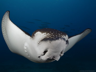 Spotted Eagle Ray, Hawaii by David B. Fleetham Pricing Limited Edition Print image