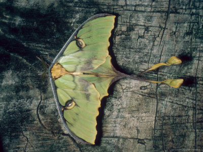 Madagascan Moon Moth, Imago Male At Rest, Madagascar by David Fox Pricing Limited Edition Print image