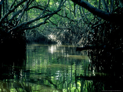 Mangrove Forest Wetland, Venezuela by Patricio Robles Gil Pricing Limited Edition Print image