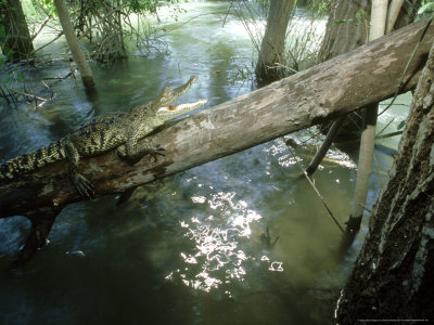 Morelets Crocodile, Single, Mexico by Patricio Robles Gil Pricing Limited Edition Print image