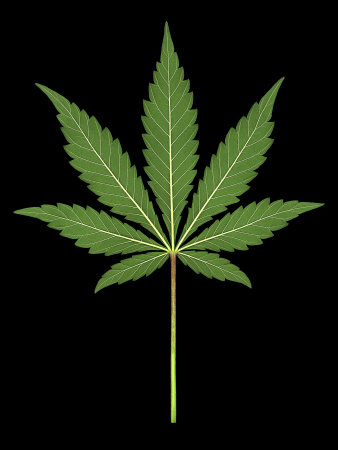 Photo Illustration Of Cannabis Leaf by Wallace Garrison Pricing Limited Edition Print image