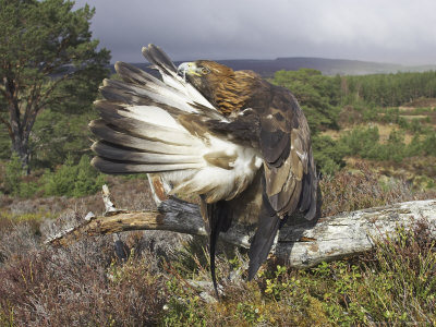 Golden Eagle, Adult Preening, Scotland by Mark Hamblin Pricing Limited Edition Print image