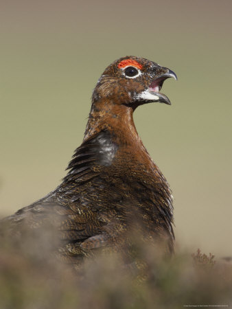 Red Grouse, Portrait Of Male, Scotland by Mark Hamblin Pricing Limited Edition Print image