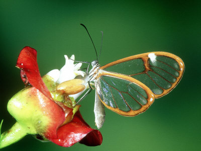 Glasswing Butterfly, Costa Rica by Michael Fogden Pricing Limited Edition Print image