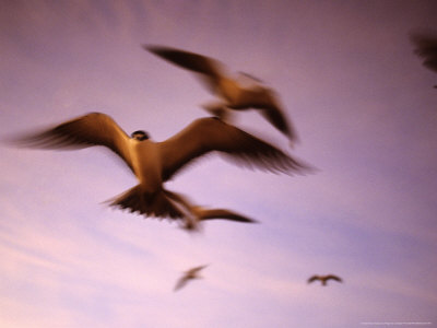 Sooty Terns In Flight, Bird Island, Seychelles by Roger De La Harpe Pricing Limited Edition Print image