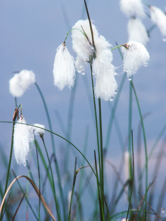 Cotton Grass Or Hares Tail, Summer by David Boag Pricing Limited Edition Print image