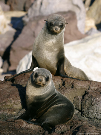Guadalupe Fur Seal, Pair, Mexico by David B. Fleetham Pricing Limited Edition Print image