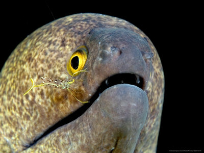 Yellowmargin Moray Eel, With Cleaner Shrimp, Malaysia by David B. Fleetham Pricing Limited Edition Print image