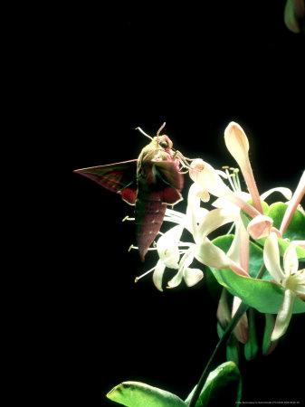Elephant Hawk Moth, Visiting Honeysuckle, Uk by Oxford Scientific Pricing Limited Edition Print image