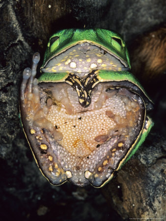 White Lipped Treefrog, Playing Dead As A Defensive Strategy, Peru by Emanuele Biggi Pricing Limited Edition Print image