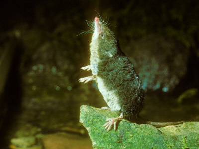 Water Shrew, Hunting by David Boag Pricing Limited Edition Print image