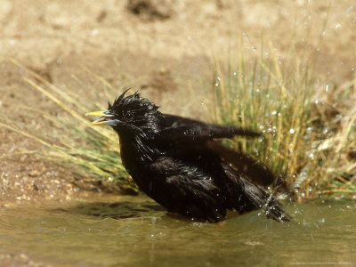 Spotless Starling, Adult In Summer Bathing, Spain by Carlos Sanchez Alonso Pricing Limited Edition Print image