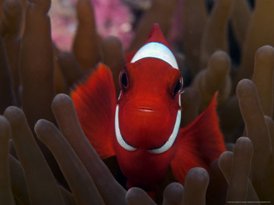 Spine-Cheek Anemonefish, Male, Malaysia by David B. Fleetham Pricing Limited Edition Print image