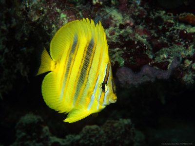 Rainfords Butterflyfish, Australia by David B. Fleetham Pricing Limited Edition Print image