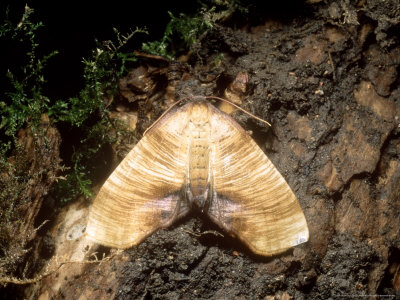 Scorched Wing Moth, Imago At Rest, Eakring, Uk by David Fox Pricing Limited Edition Print image