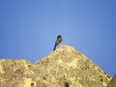 Rufous-Sided Towhee, Single, Mexico by Patricio Robles Gil Pricing Limited Edition Print image