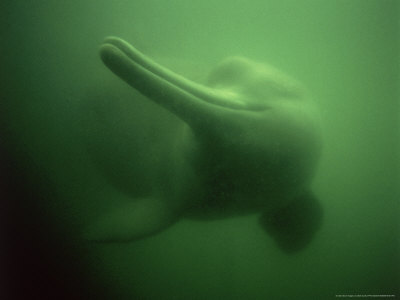 White Flag Dolphin, Lipotes Vexillifer, Rarest In World, Less Than 100 Left by Nick Gordon Pricing Limited Edition Print image