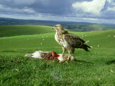 Buzzard, Buteo Buteo Feeding On Rabbit by Mark Hamblin Pricing Limited Edition Print image