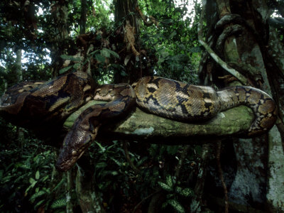 Reticulated Python, Philippines by Patricio Robles Gil Pricing Limited Edition Print image