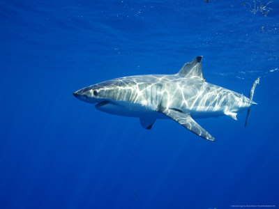 Great White Shark, Juvenile Male, Baja California, Mexico by Richard Herrmann Pricing Limited Edition Print image