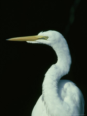 Great Egret, Egretta Alba Florida by Alan And Sandy Carey Pricing Limited Edition Print image