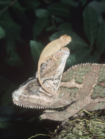 Veiled Chaeleon, Adult With Baby On Back, Africa by Brian Kenney Pricing Limited Edition Print image