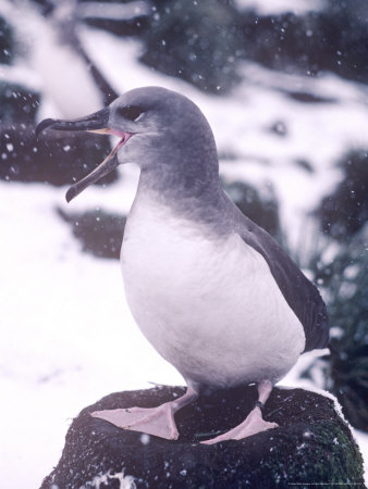 Grey Headed Albatross, Juvenile In Snow, South Georgia by Ben Osborne Pricing Limited Edition Print image