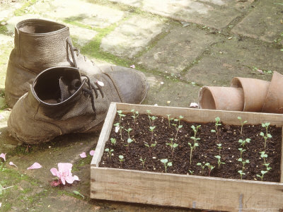 Seedlings In Wooden Tray With Garden Boots The Country Weekend Book by Linda Burgess Pricing Limited Edition Print image