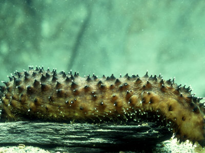 Sea Cucumber, Devon, Uk by Oxford Scientific Pricing Limited Edition Print image