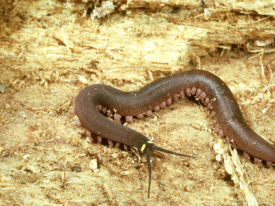 Velvet Worm, Trinidad by Oxford Scientific Pricing Limited Edition Print image