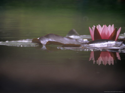 Nymphaea Odorata Rosea (Waterlily, Hardy Group), Pink Flower With Reflection And Round Leaves by Hemant Jariwala Pricing Limited Edition Print image