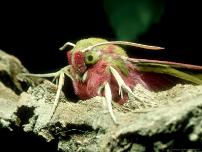 Large Elephant Hawk Moth, Imago, Uk by David Fox Pricing Limited Edition Print image