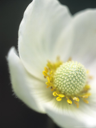 Anemone Sylvestris (Snowdrop Anemone), Close-Up Of A White Flower by Hemant Jariwala Pricing Limited Edition Print image