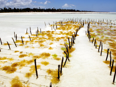 Seaweed Farming In The Indian Ocean, South Coast, Zanzibar by Ariadne Van Zandbergen Pricing Limited Edition Print image